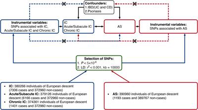 Ankylosing spondylitis: acute/subacute vs. chronic iridocyclitis - a bidirectional two-sample Mendelian randomization study